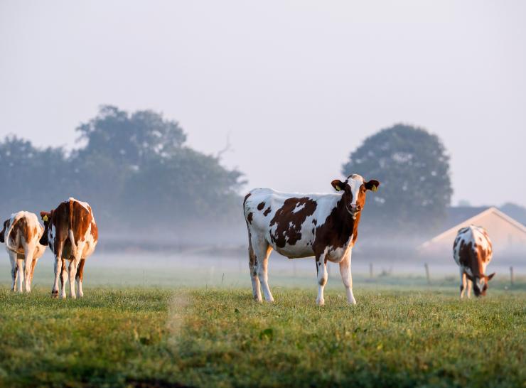 a picture of cows in a field